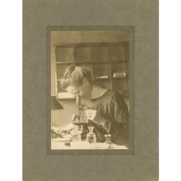 Aged photo of Nettie Stevens looking through a microscope.