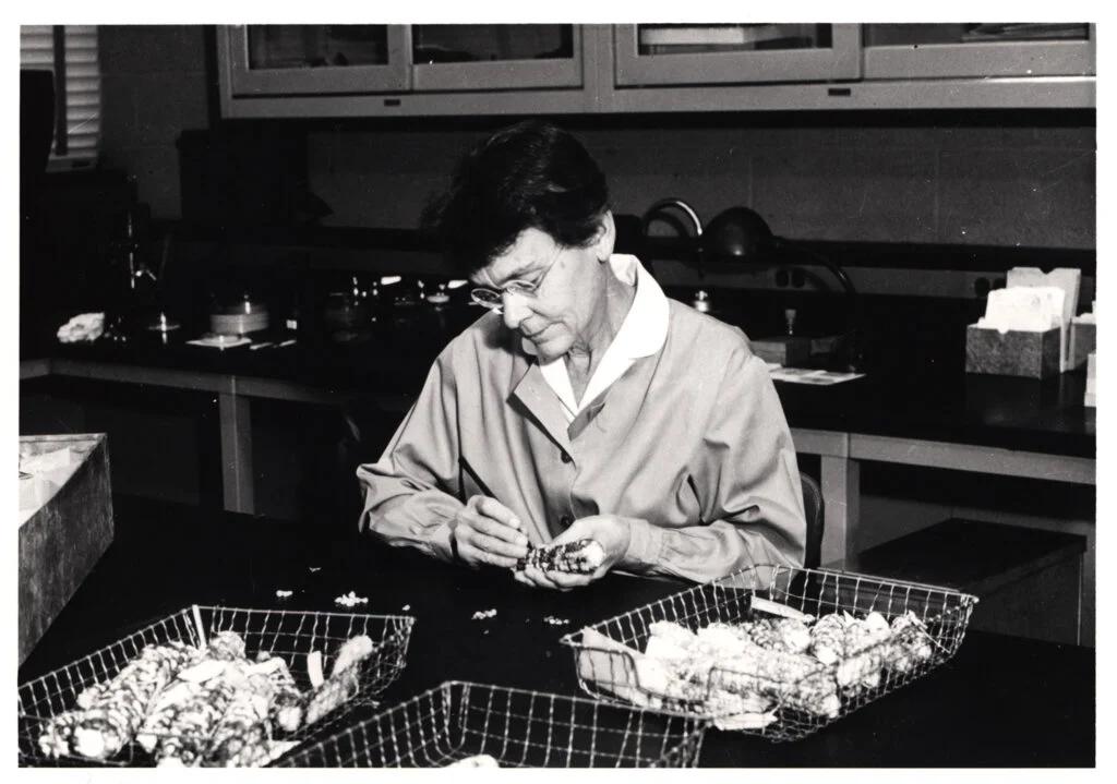 McClintock studying the triploid maize