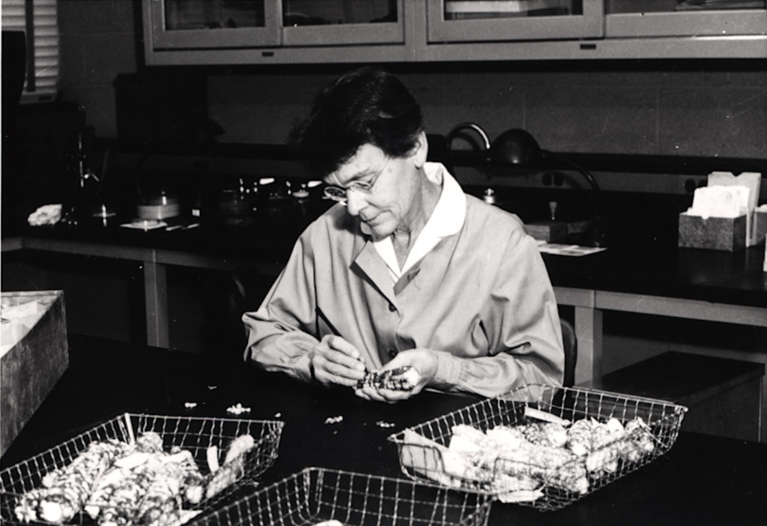 McClintock sits examining ears of tri-color maize.