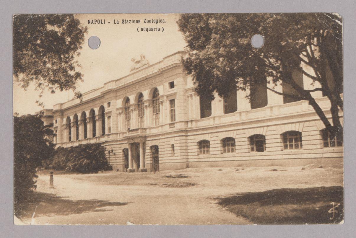 Aged photograph of large museum-like building framed by trees (front of postcard).
