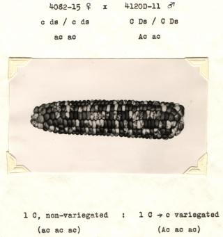 Photo of an ear of tri-color corn