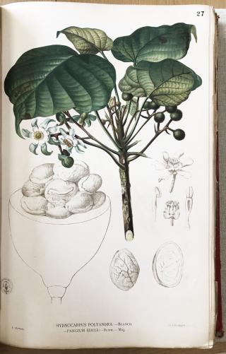 A sketch of a chaulmoogra tree's leaves, and fruit, along with it's small white flowers.